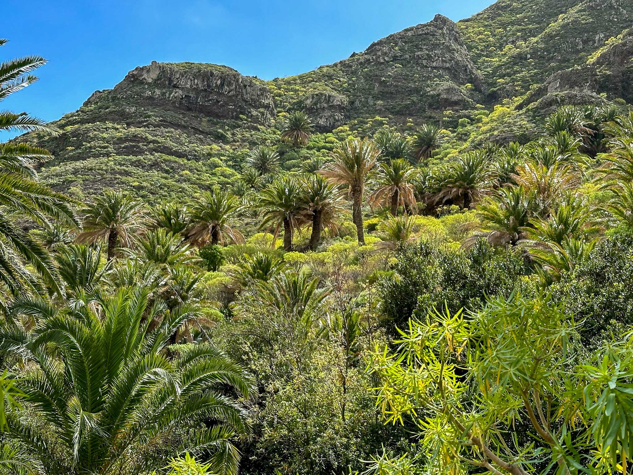 gomera-06.jpg